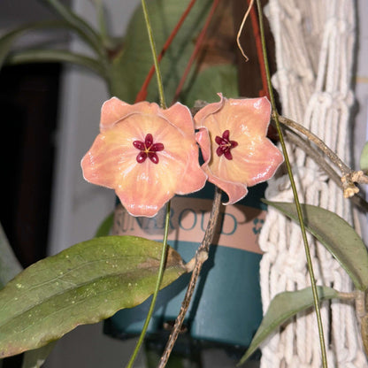 Hoya patella 'Pink' is a rare and highly distinctive Hoya from Papua New Guinea, prized for its unusual fuzzy foliage and beautiful pink, cup-shaped flowers. The leaves are thick and softly pubescent, often emerging with attractive reddish or rusty tones before maturing to deep green. Unlike the typical rounded Hoya flower clusters, H. patella can produce relatively few flowers at a time, with its broad, dish- or cup-shaped blooms appearing along the peduncles.