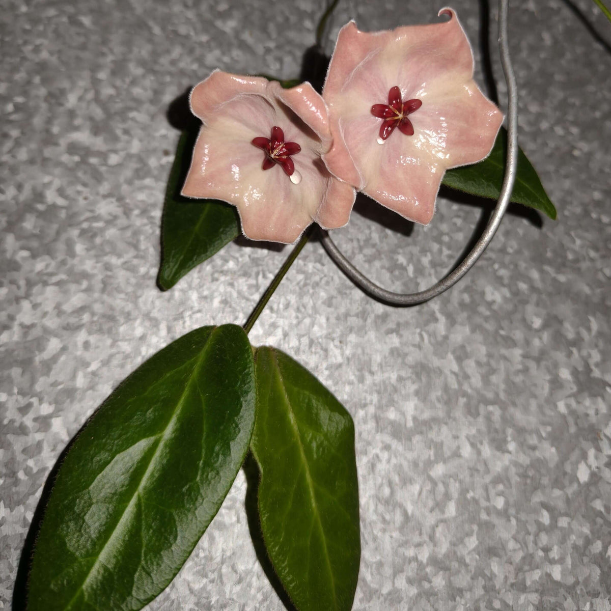 Hoya patella 'Pink' is a rare and highly distinctive Hoya from Papua New Guinea, prized for its unusual fuzzy foliage and beautiful pink, cup-shaped flowers. The leaves are thick and softly pubescent, often emerging with attractive reddish or rusty tones before maturing to deep green. Unlike the typical rounded Hoya flower clusters, H. patella can produce relatively few flowers at a time, with its broad, dish- or cup-shaped blooms appearing along the peduncles.