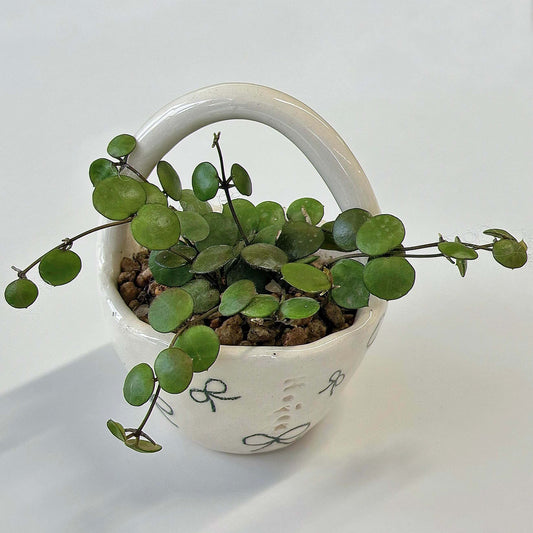 Hoya peltata is a species in the Hoya genus of tropical climbing plants, valued by collectors for its distinctive foliage and trailing growth habit.