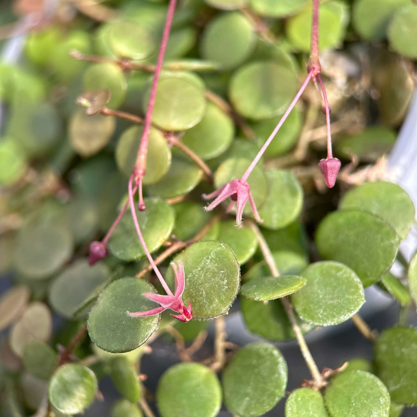 Hoya peltata is a species in the Hoya genus of tropical climbing plants, valued by collectors for its distinctive foliage and trailing growth habit.