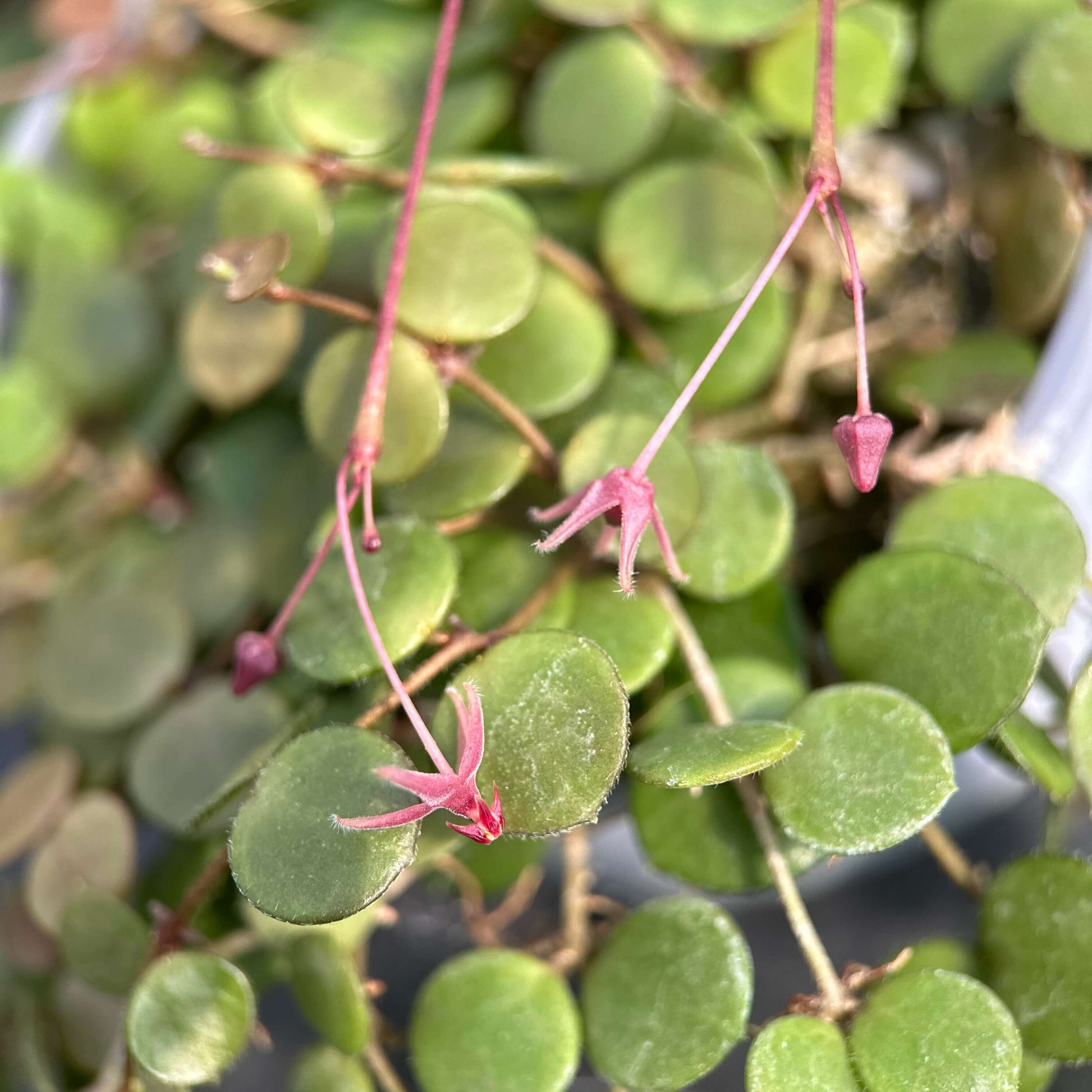 Hoya peltata is a species in the Hoya genus of tropical climbing plants, valued by collectors for its distinctive foliage and trailing growth habit.
