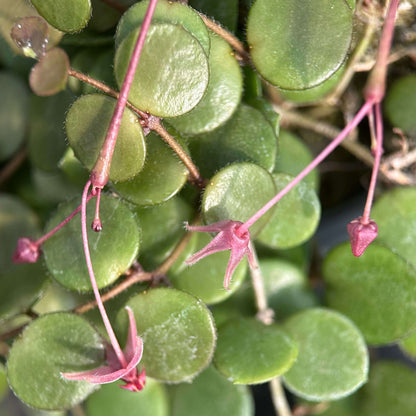 Hoya peltata is a species in the Hoya genus of tropical climbing plants, valued by collectors for its distinctive foliage and trailing growth habit.