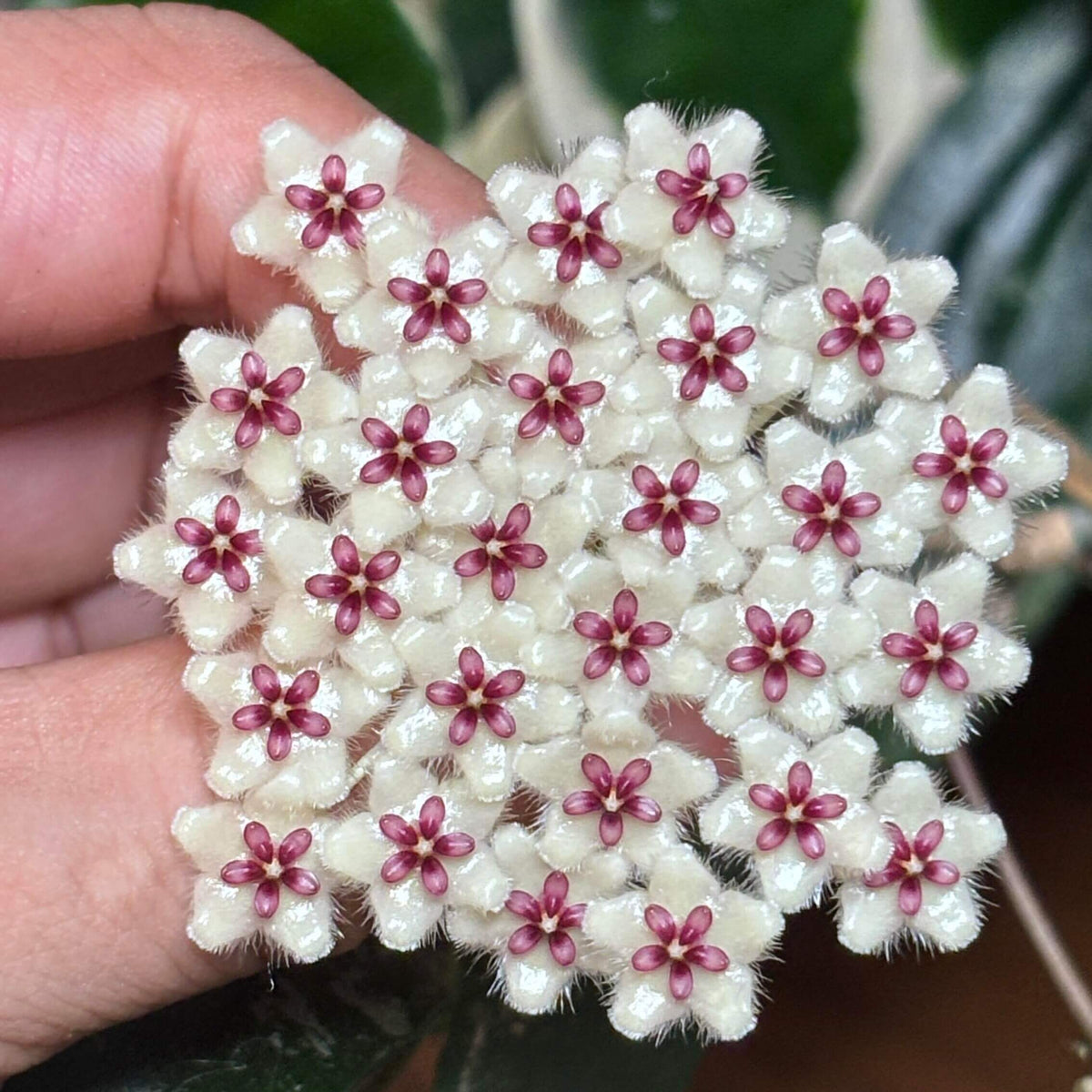 Hoya phuwuaensis is a rare climbing epiphytic Hoya native to northeastern Thailand and Vietnam, where it grows in wet tropical forests. It is particularly attractive for its thick, elliptic leaves marked with prominent silver mottling, giving the foliage a striking ornamental appearance. The species produces positively geotropic inflorescences on slender peduncles, with clusters of small, waxy flowers that contrast beautifully with the foliage.