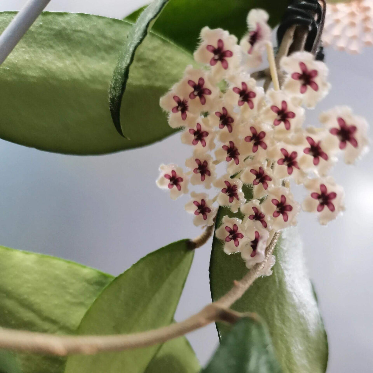 Hoya phuwuaensis is a rare climbing epiphytic Hoya native to northeastern Thailand and Vietnam, where it grows in wet tropical forests. It is particularly attractive for its thick, elliptic leaves marked with prominent silver mottling, giving the foliage a striking ornamental appearance. The species produces positively geotropic inflorescences on slender peduncles, with clusters of small, waxy flowers that contrast beautifully with the foliage.