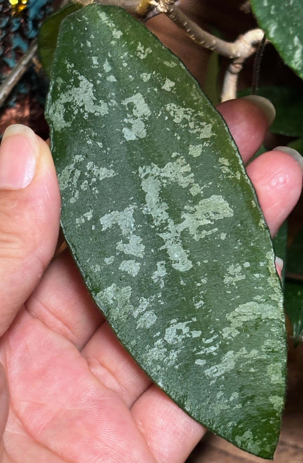 Hoya phuwuaensis is a rare climbing epiphytic Hoya native to northeastern Thailand and Vietnam, where it grows in wet tropical forests. It is particularly attractive for its thick, elliptic leaves marked with prominent silver mottling, giving the foliage a striking ornamental appearance. The species produces positively geotropic inflorescences on slender peduncles, with clusters of small, waxy flowers that contrast beautifully with the foliage.