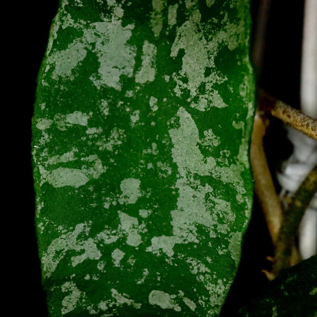 Hoya phuwuaensis is a rare climbing epiphytic Hoya native to northeastern Thailand and Vietnam, where it grows in wet tropical forests. It is particularly attractive for its thick, elliptic leaves marked with prominent silver mottling, giving the foliage a striking ornamental appearance. The species produces positively geotropic inflorescences on slender peduncles, with clusters of small, waxy flowers that contrast beautifully with the foliage.