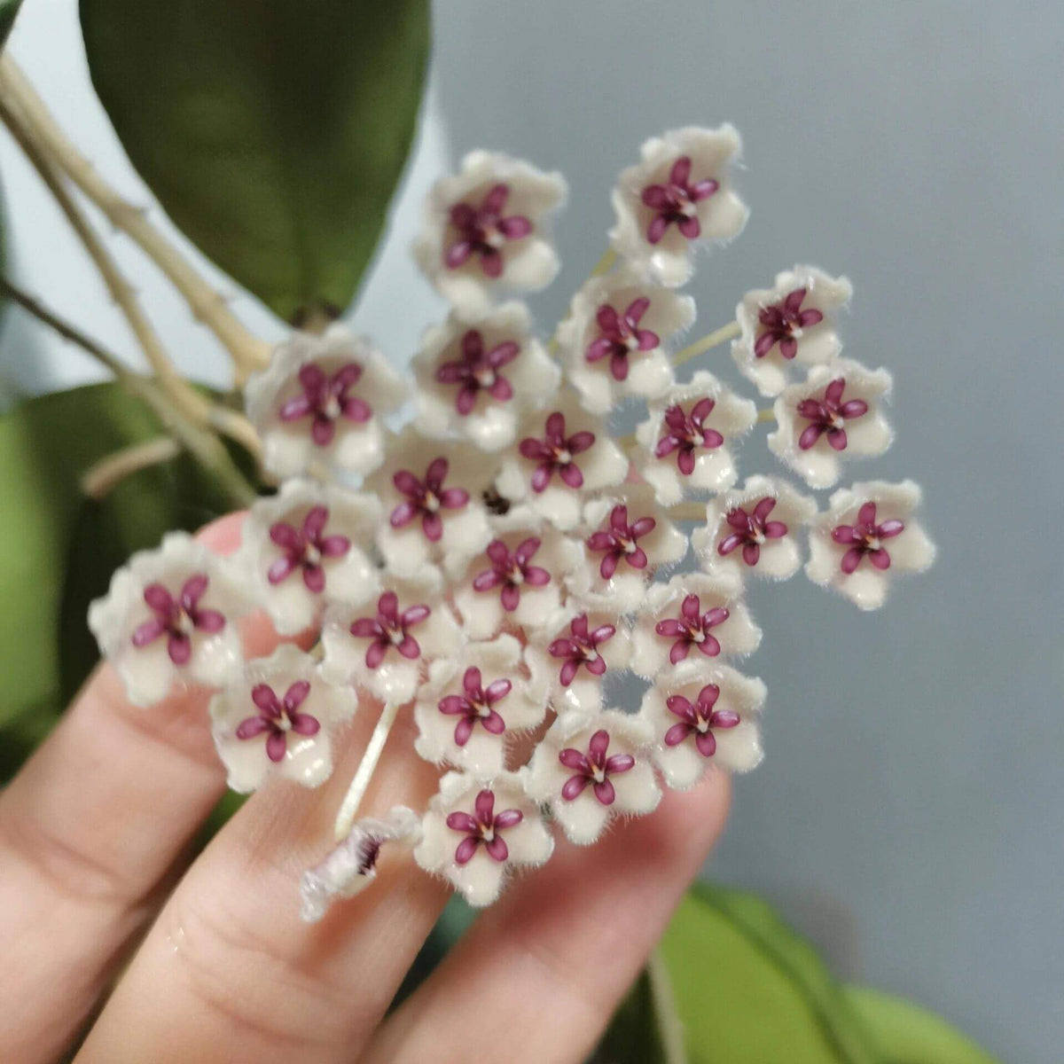 Hoya phuwuaensis is a rare climbing epiphytic Hoya native to northeastern Thailand and Vietnam, where it grows in wet tropical forests. It is particularly attractive for its thick, elliptic leaves marked with prominent silver mottling, giving the foliage a striking ornamental appearance. The species produces positively geotropic inflorescences on slender peduncles, with clusters of small, waxy flowers that contrast beautifully with the foliage.