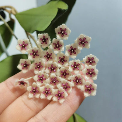 Hoya phuwuaensis is a rare climbing epiphytic Hoya native to northeastern Thailand and Vietnam, where it grows in wet tropical forests. It is particularly attractive for its thick, elliptic leaves marked with prominent silver mottling, giving the foliage a striking ornamental appearance. The species produces positively geotropic inflorescences on slender peduncles, with clusters of small, waxy flowers that contrast beautifully with the foliage.