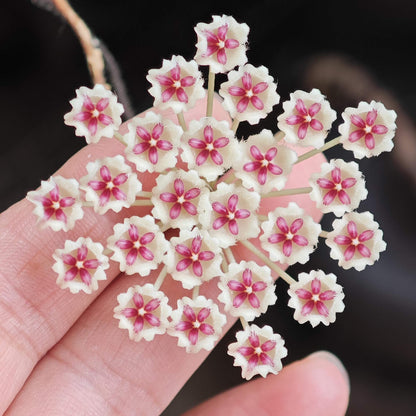 Hoya phuwuaensis is a rare climbing epiphytic Hoya native to northeastern Thailand and Vietnam, where it grows in wet tropical forests. It is particularly attractive for its thick, elliptic leaves marked with prominent silver mottling, giving the foliage a striking ornamental appearance. The species produces positively geotropic inflorescences on slender peduncles, with clusters of small, waxy flowers that contrast beautifully with the foliage.