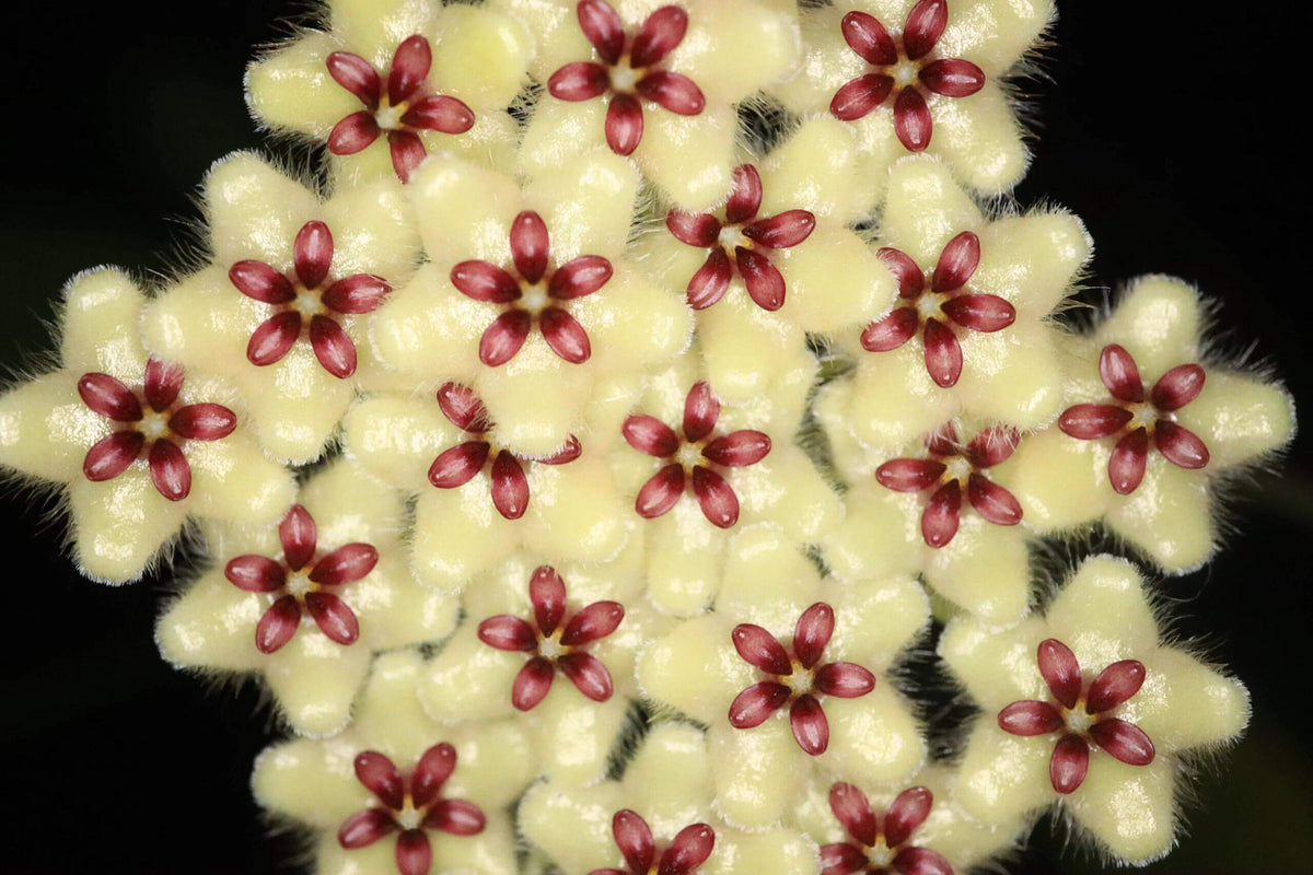 Hoya phuwuaensis is a rare climbing epiphytic Hoya native to northeastern Thailand and Vietnam, where it grows in wet tropical forests. It is particularly attractive for its thick, elliptic leaves marked with prominent silver mottling, giving the foliage a striking ornamental appearance. The species produces positively geotropic inflorescences on slender peduncles, with clusters of small, waxy flowers that contrast beautifully with the foliage.