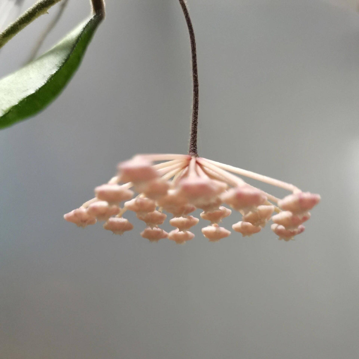 Hoya phuwuaensis is a rare climbing epiphytic Hoya native to northeastern Thailand and Vietnam, where it grows in wet tropical forests. It is particularly attractive for its thick, elliptic leaves marked with prominent silver mottling, giving the foliage a striking ornamental appearance. The species produces positively geotropic inflorescences on slender peduncles, with clusters of small, waxy flowers that contrast beautifully with the foliage.