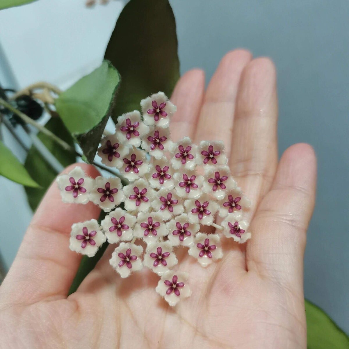 Hoya phuwuaensis is a rare climbing epiphytic Hoya native to northeastern Thailand and Vietnam, where it grows in wet tropical forests. It is particularly attractive for its thick, elliptic leaves marked with prominent silver mottling, giving the foliage a striking ornamental appearance. The species produces positively geotropic inflorescences on slender peduncles, with clusters of small, waxy flowers that contrast beautifully with the foliage.