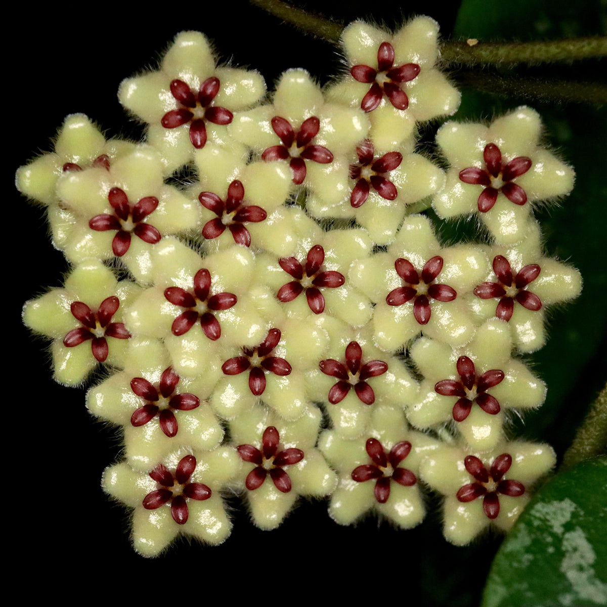 Hoya phuwuaensis is a rare climbing epiphytic Hoya native to northeastern Thailand and Vietnam, where it grows in wet tropical forests. It is particularly attractive for its thick, elliptic leaves marked with prominent silver mottling, giving the foliage a striking ornamental appearance. The species produces positively geotropic inflorescences on slender peduncles, with clusters of small, waxy flowers that contrast beautifully with the foliage.