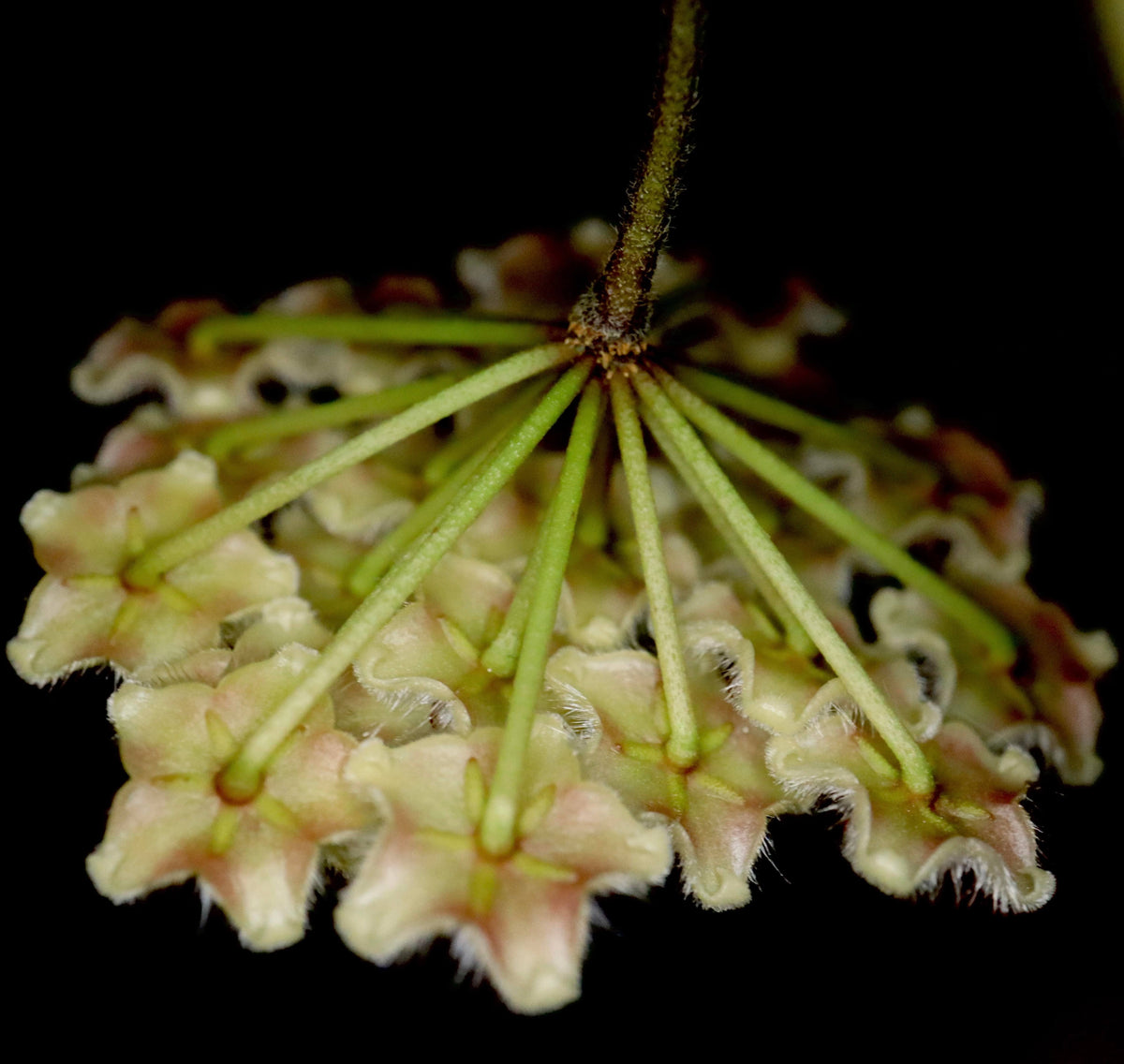 Hoya phuwuaensis is a rare climbing epiphytic Hoya native to northeastern Thailand and Vietnam, where it grows in wet tropical forests. It is particularly attractive for its thick, elliptic leaves marked with prominent silver mottling, giving the foliage a striking ornamental appearance. The species produces positively geotropic inflorescences on slender peduncles, with clusters of small, waxy flowers that contrast beautifully with the foliage.