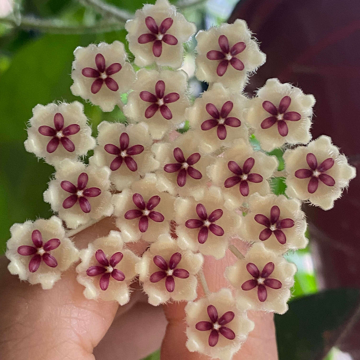 Hoya phuwuaensis is a rare climbing epiphytic Hoya native to northeastern Thailand and Vietnam, where it grows in wet tropical forests. It is particularly attractive for its thick, elliptic leaves marked with prominent silver mottling, giving the foliage a striking ornamental appearance. The species produces positively geotropic inflorescences on slender peduncles, with clusters of small, waxy flowers that contrast beautifully with the foliage.