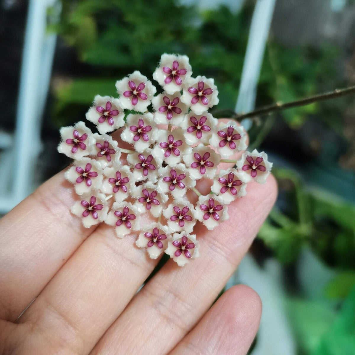Hoya phuwuaensis is a rare climbing epiphytic Hoya native to northeastern Thailand and Vietnam, where it grows in wet tropical forests. It is particularly attractive for its thick, elliptic leaves marked with prominent silver mottling, giving the foliage a striking ornamental appearance. The species produces positively geotropic inflorescences on slender peduncles, with clusters of small, waxy flowers that contrast beautifully with the foliage.