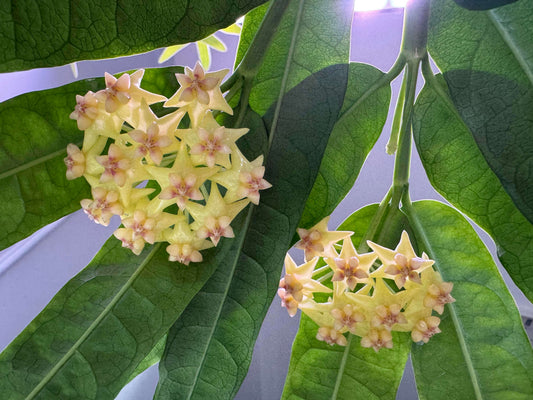 Hoya platycaulis is a rare tropical Hoya native to the Philippines, where it grows primarily in wet tropical habitats. It is an unusual and desirable species for collectors, known for its distinctive foliage and succulent growth typical of epiphytic Hoyas.