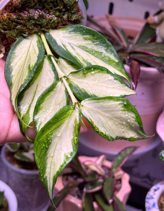 Hoya polyneura ‘Inner Variegated’ is a rare form of the fishtail hoya, distinguished by its long, narrow leaves featuring light green to creamy-white or yellow variegation along the inner portions, contrasted by green edges. The variegation appears primarily in the center of each leaf, giving the plant a unique, delicate look. This trailing or twining vine grows beautifully in hanging baskets or cascading from shelves, adding an elegant touch to any indoor plant collection.