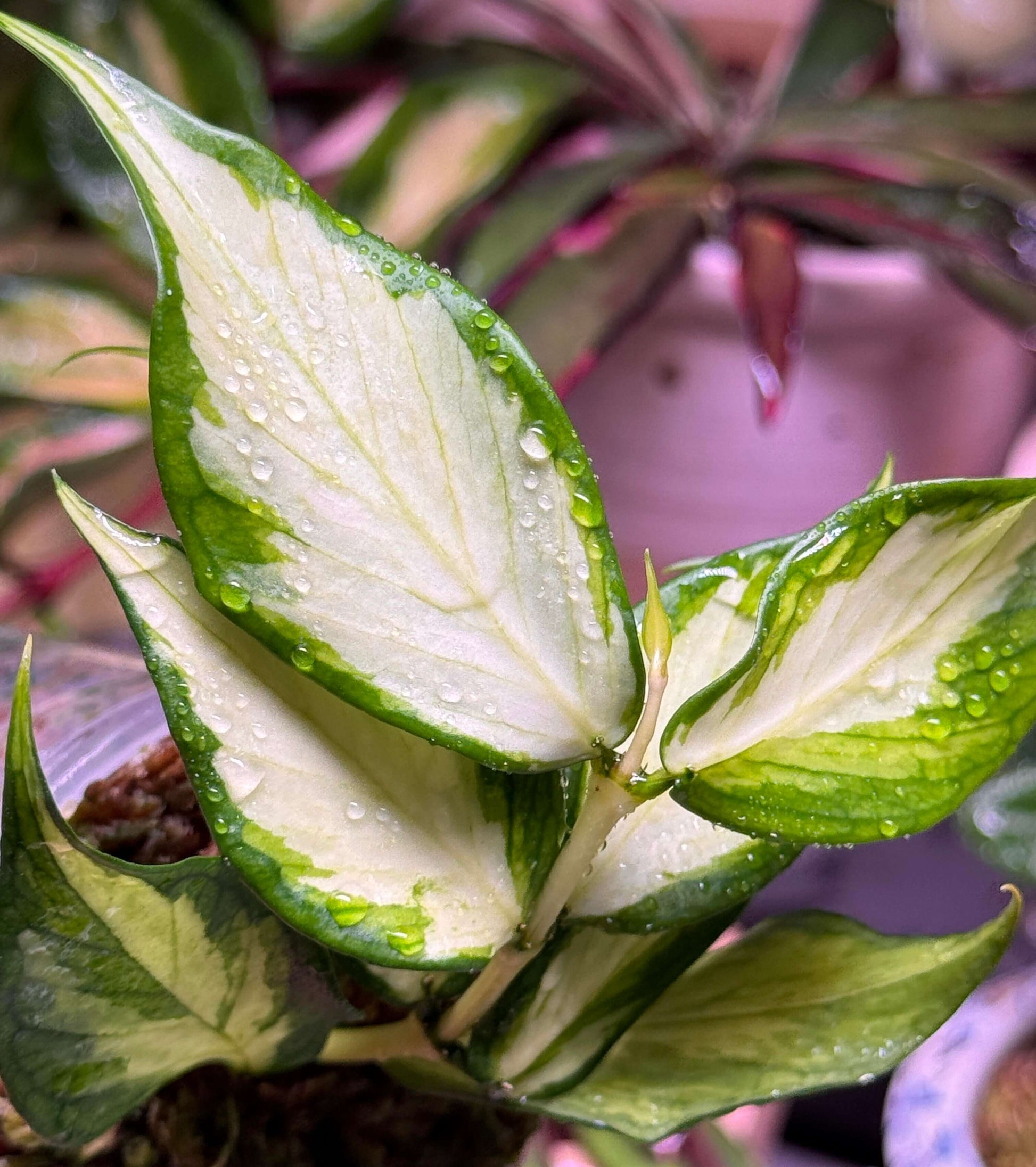 Hoya polyneura ‘Inner Variegated’ is a rare form of the fishtail hoya, distinguished by its long, narrow leaves featuring light green to creamy-white or yellow variegation along the inner portions, contrasted by green edges. The variegation appears primarily in the center of each leaf, giving the plant a unique, delicate look. This trailing or twining vine grows beautifully in hanging baskets or cascading from shelves, adding an elegant touch to any indoor plant collection.