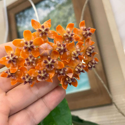 Hoya praetorii is native to Southeast Asia, particularly Sumatra, Borneo, and parts of Indonesia, and grows upright rather than twining strongly, often developing a somewhat bushy habit.