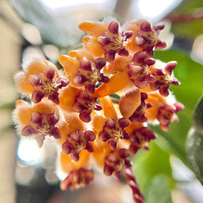 Hoya praetorii is native to Southeast Asia, particularly Sumatra, Borneo, and parts of Indonesia, and grows upright rather than twining strongly, often developing a somewhat bushy habit.