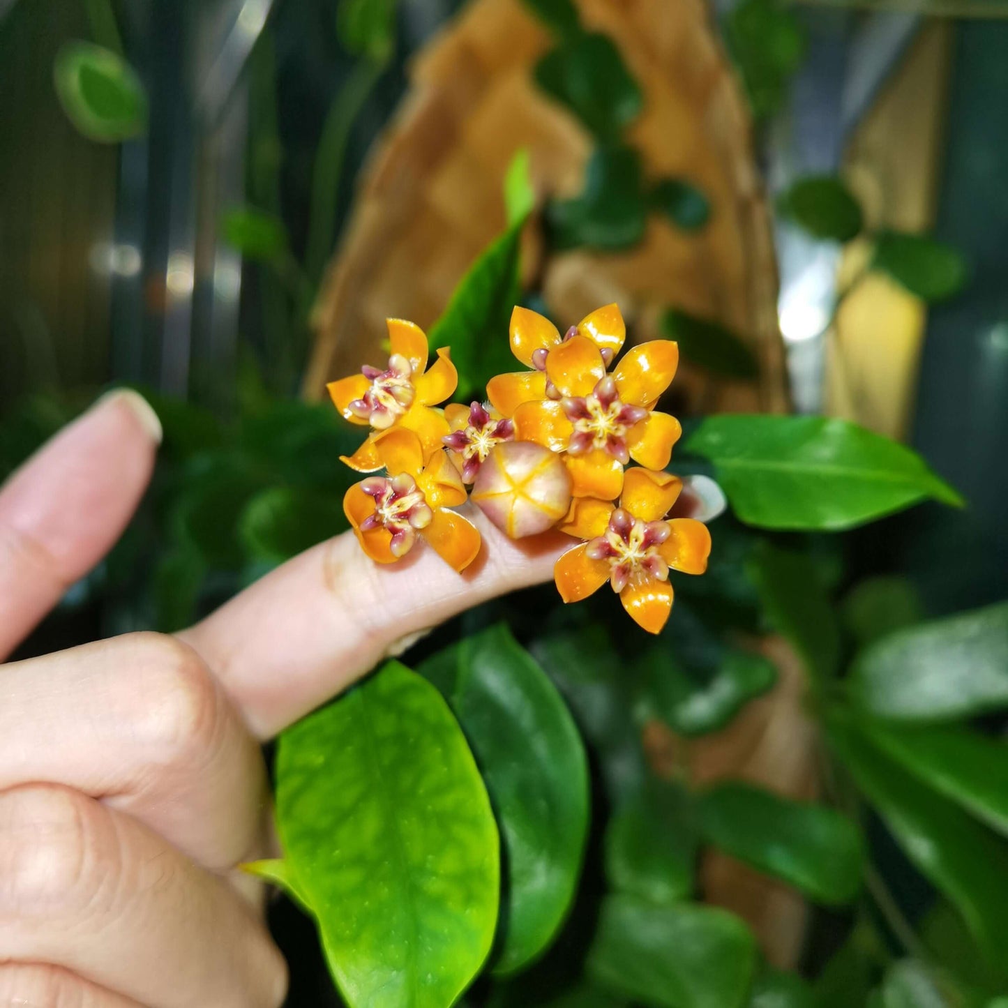 Hoya praetorii is native to Southeast Asia, particularly Sumatra, Borneo, and parts of Indonesia, and grows upright rather than twining strongly, often developing a somewhat bushy habit.