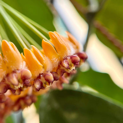 Hoya praetorii is native to Southeast Asia, particularly Sumatra, Borneo, and parts of Indonesia, and grows upright rather than twining strongly, often developing a somewhat bushy habit.