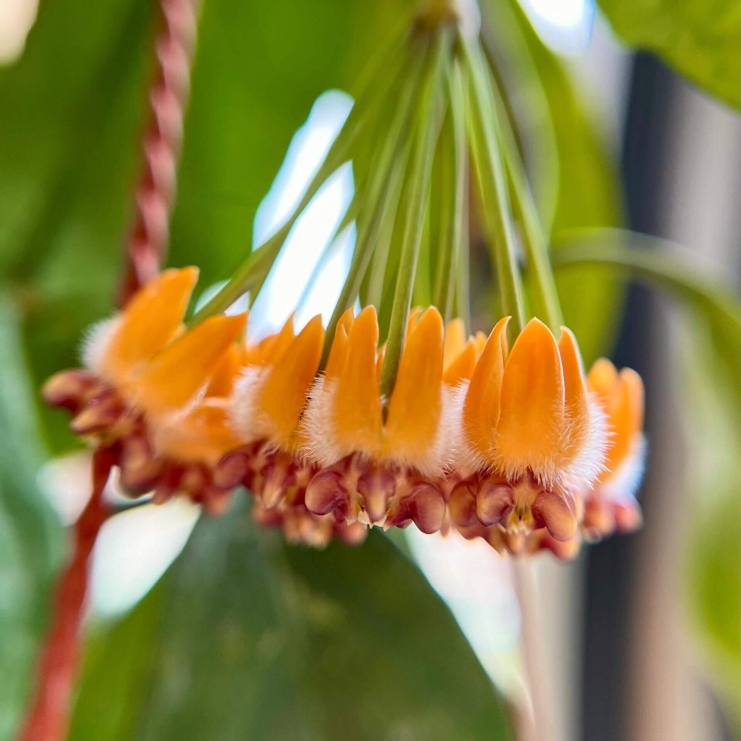 Hoya praetorii is native to Southeast Asia, particularly Sumatra, Borneo, and parts of Indonesia, and grows upright rather than twining strongly, often developing a somewhat bushy habit.