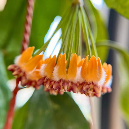 Hoya praetorii is native to Southeast Asia, particularly Sumatra, Borneo, and parts of Indonesia, and grows upright rather than twining strongly, often developing a somewhat bushy habit.