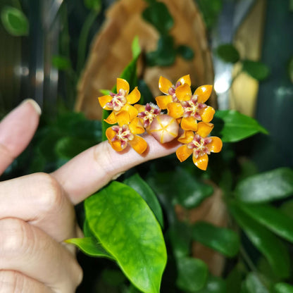 Hoya praetorii is native to Southeast Asia, particularly Sumatra, Borneo, and parts of Indonesia, and grows upright rather than twining strongly, often developing a somewhat bushy habit.