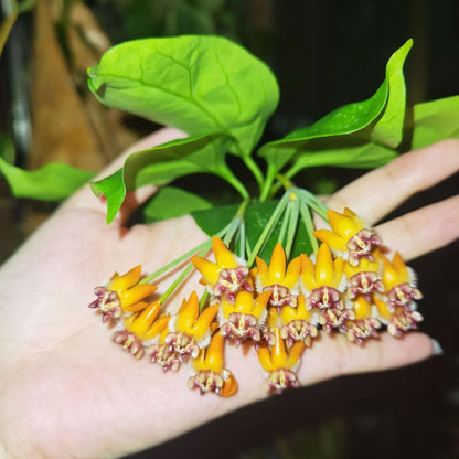 Hoya praetorii is native to Southeast Asia, particularly Sumatra, Borneo, and parts of Indonesia, and grows upright rather than twining strongly, often developing a somewhat bushy habit.