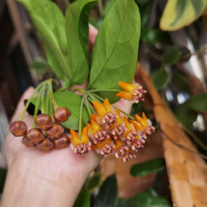 Hoya praetorii is native to Southeast Asia, particularly Sumatra, Borneo, and parts of Indonesia, and grows upright rather than twining strongly, often developing a somewhat bushy habit.