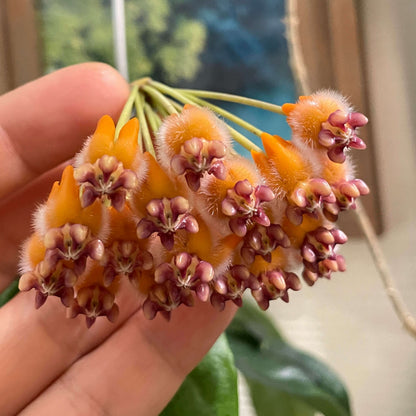Hoya praetorii is native to Southeast Asia, particularly Sumatra, Borneo, and parts of Indonesia, and grows upright rather than twining strongly, often developing a somewhat bushy habit.