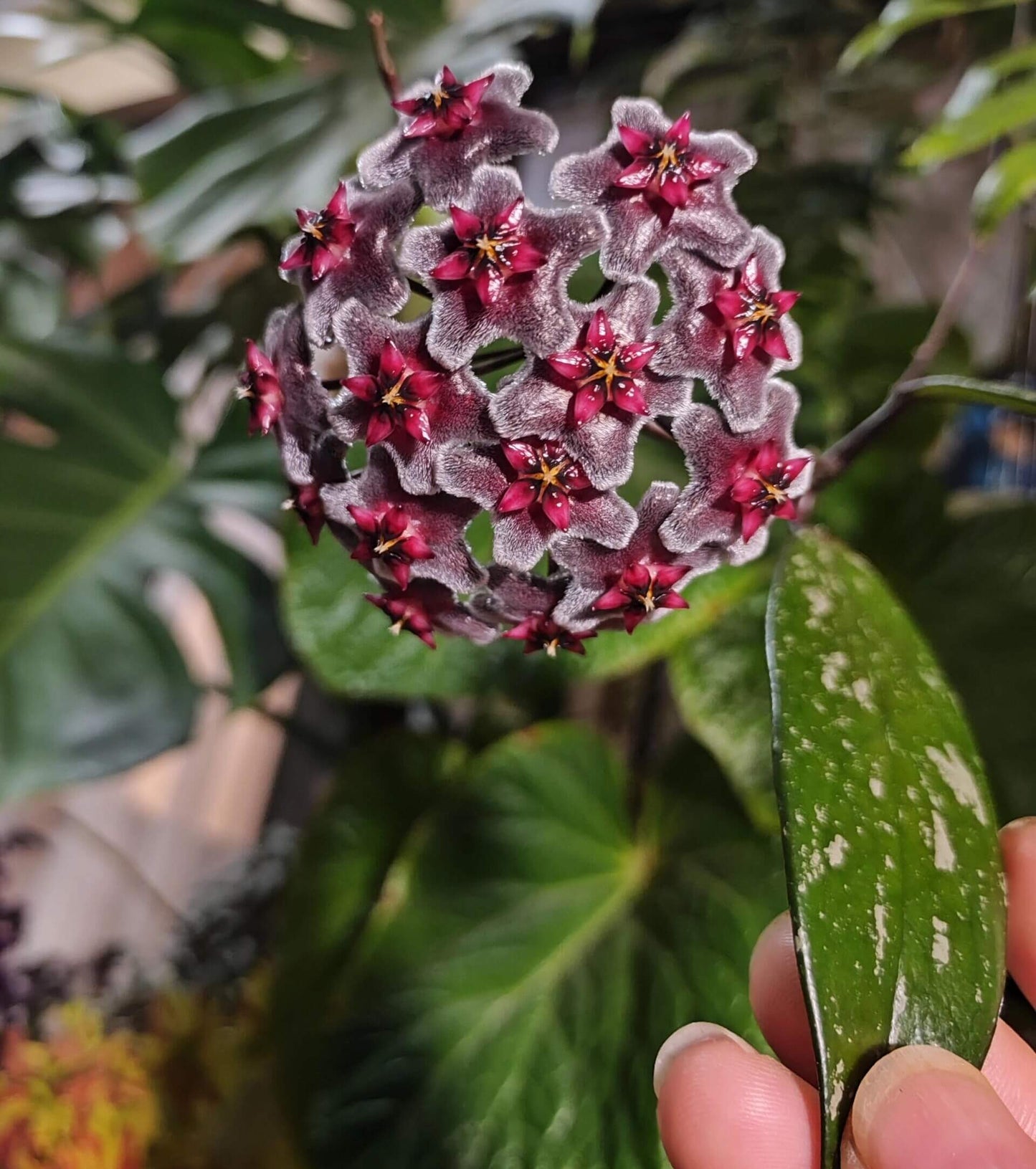Hoya pubicalyx ssp. "black button"