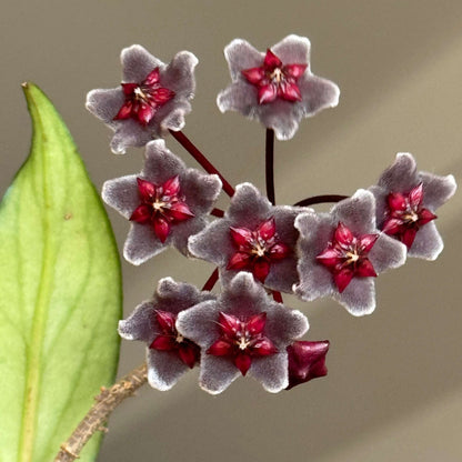 Hoya pubicalyx ssp. "black button"
