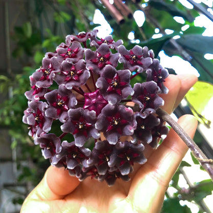 Hoya pubicalyx ssp. "black button"