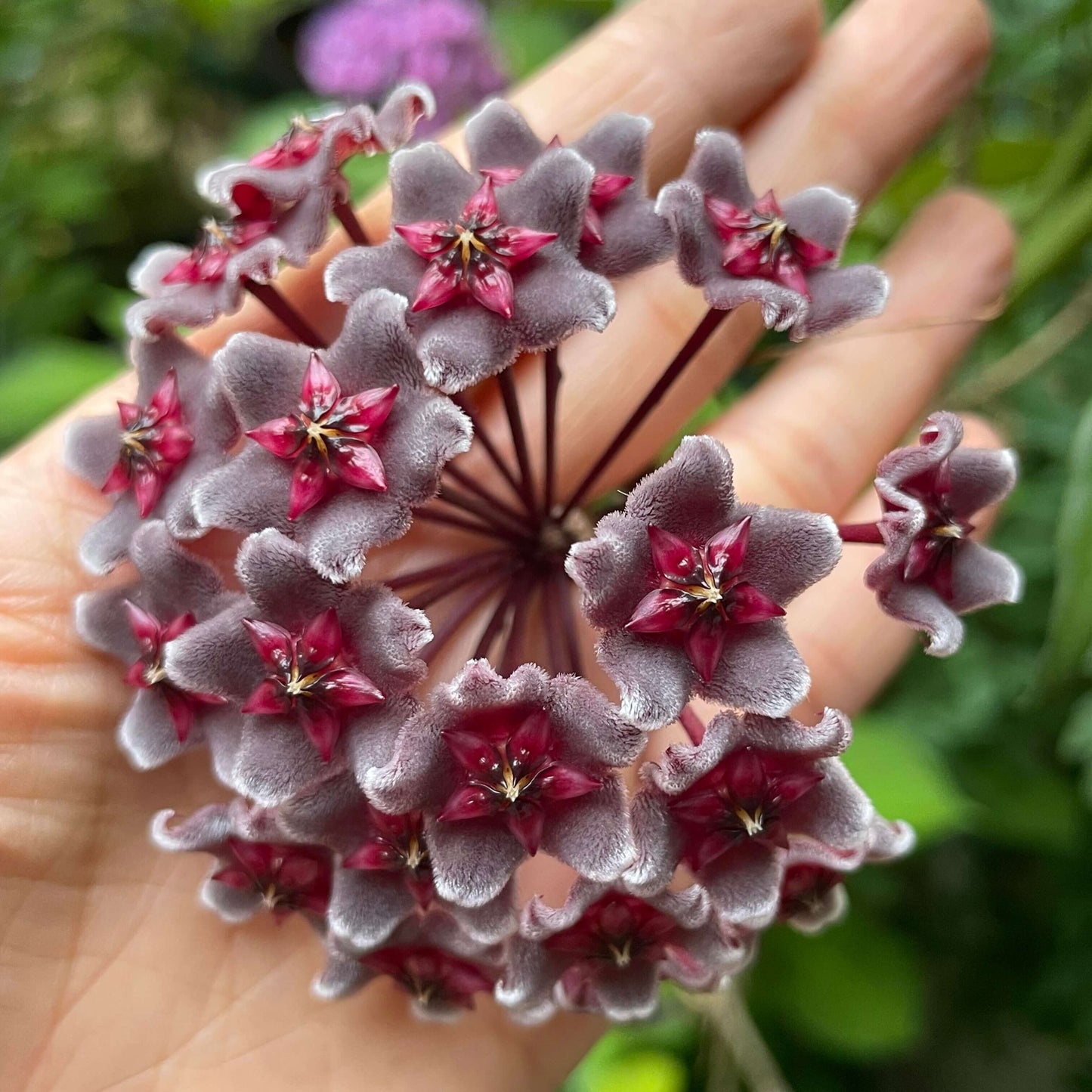 Hoya pubicalyx ssp. "black button"