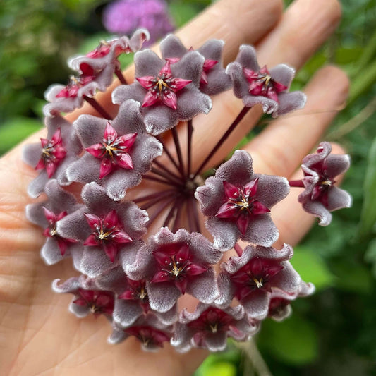 Hoya pubicalyx ssp. "black button"