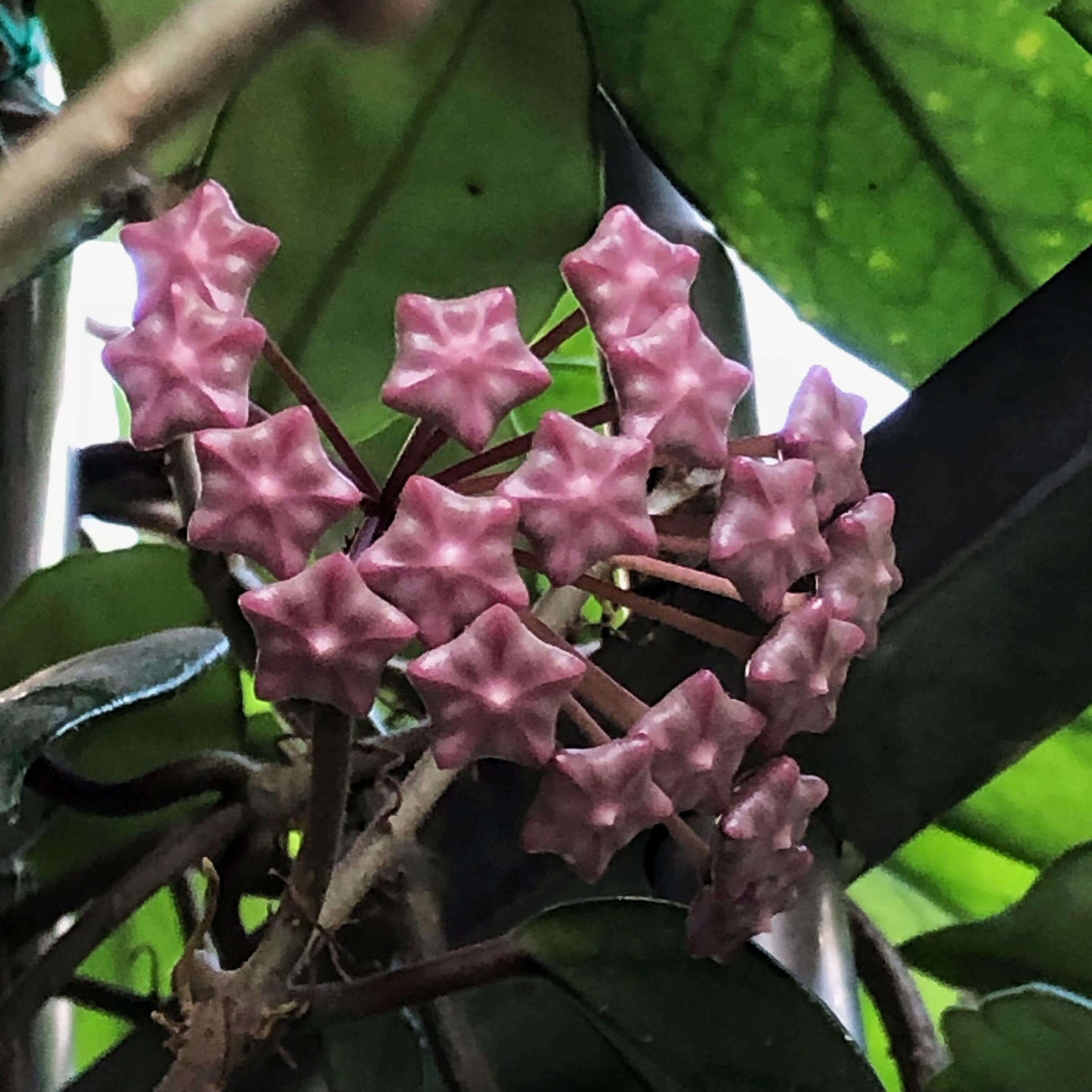 Hoya pubicalyx ssp. "black button"