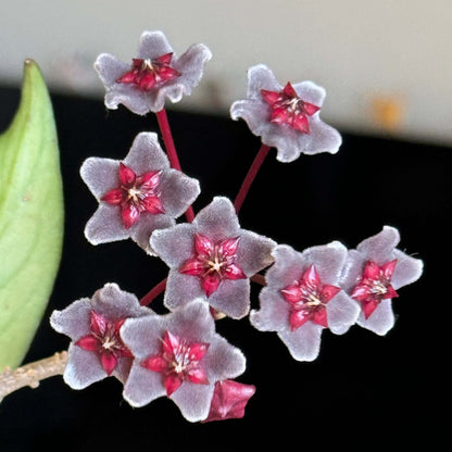 Hoya pubicalyx ssp. "black button"