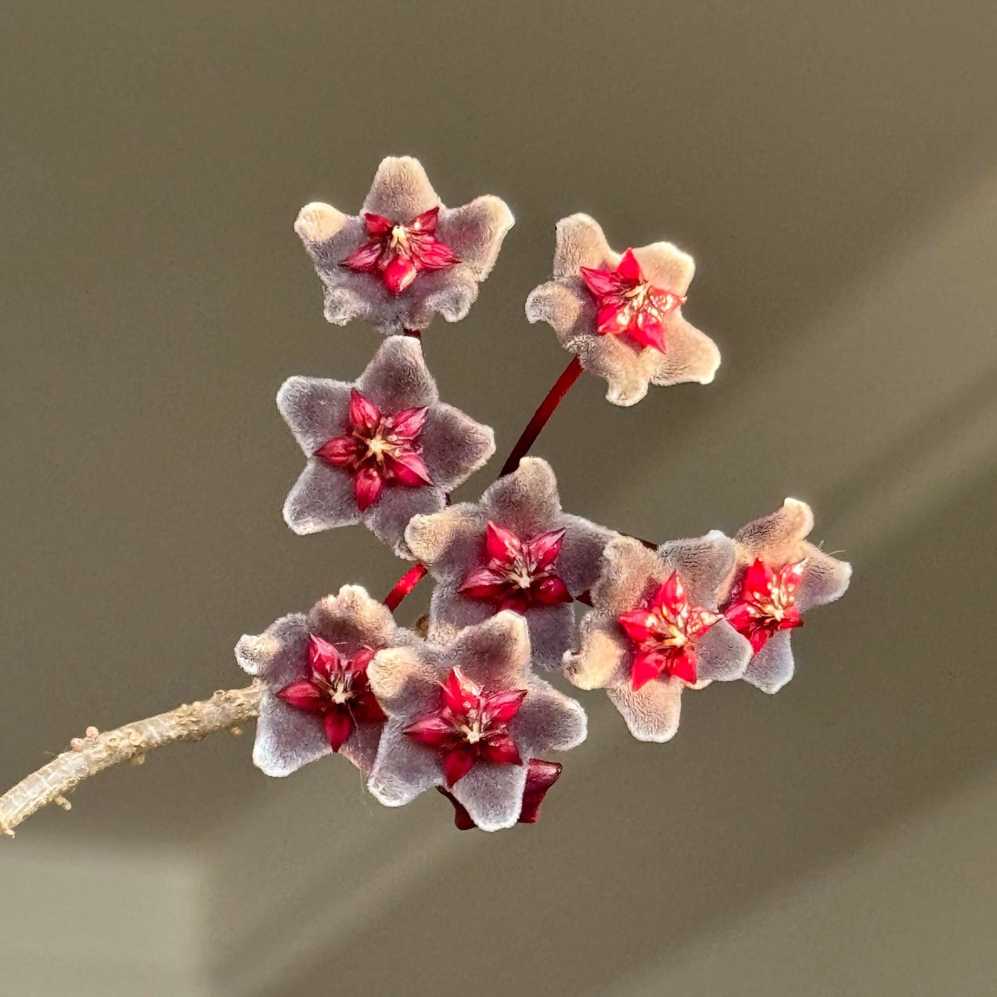 Hoya pubicalyx ssp. "black button"