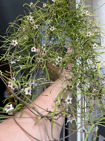 Hoya retusa is a graceful trailing vine with very narrow, grass-leaf-like green leaves and slender stems, often used in hanging baskets or mounted displays. The leaves are flat and slim, creating a textured “jungle-vine” look. With proper care it may produce small, star-shaped flowers that are creamy white with red-centred coronas and carry a delicate jasmine- or lemon-like scent.