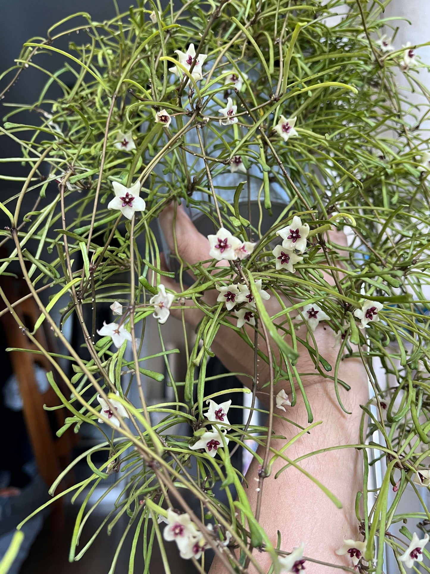 Hoya retusa is a graceful trailing vine with very narrow, grass-leaf-like green leaves and slender stems, often used in hanging baskets or mounted displays. The leaves are flat and slim, creating a textured “jungle-vine” look. With proper care it may produce small, star-shaped flowers that are creamy white with red-centred coronas and carry a delicate jasmine- or lemon-like scent.
