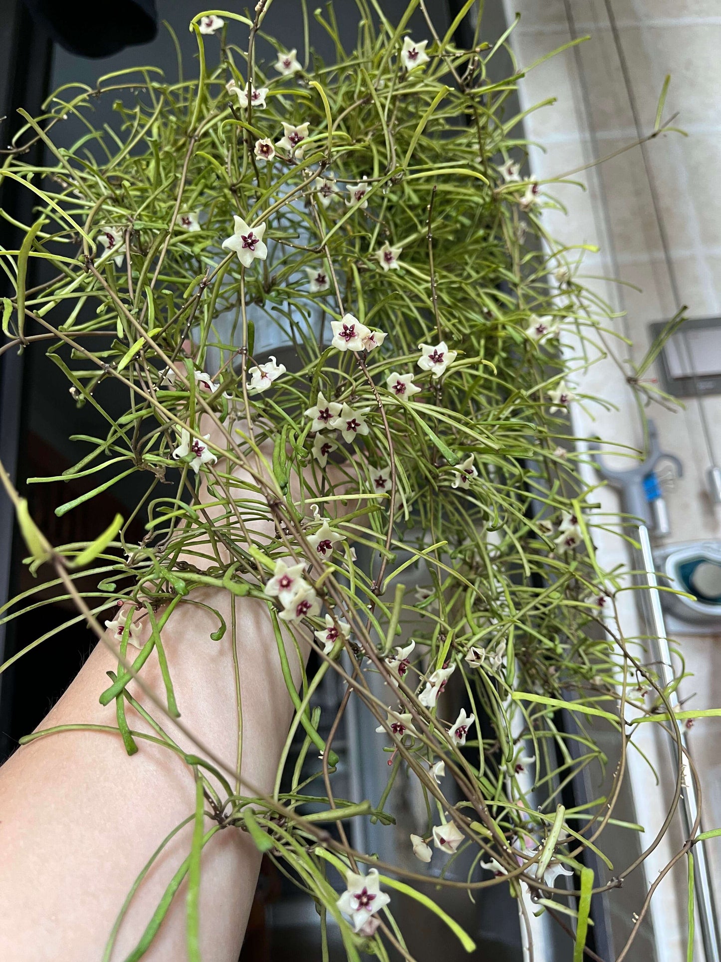 Hoya retusa is a graceful trailing vine with very narrow, grass-leaf-like green leaves and slender stems, often used in hanging baskets or mounted displays. The leaves are flat and slim, creating a textured “jungle-vine” look. With proper care it may produce small, star-shaped flowers that are creamy white with red-centred coronas and carry a delicate jasmine- or lemon-like scent.