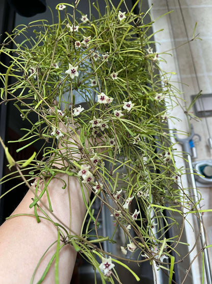Hoya retusa is a graceful trailing vine with very narrow, grass-leaf-like green leaves and slender stems, often used in hanging baskets or mounted displays. The leaves are flat and slim, creating a textured “jungle-vine” look. With proper care it may produce small, star-shaped flowers that are creamy white with red-centred coronas and carry a delicate jasmine- or lemon-like scent.