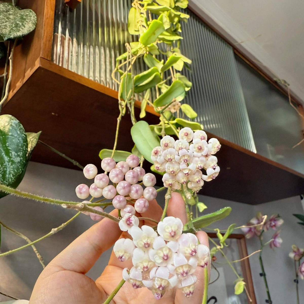 Hoya rotundiflora is a rare and distinctive Hoya native to Myanmar, where it grows in wet tropical habitats. It is a pendulous to weakly climbing epiphytic vine with fleshy, leathery leaves that have a characteristic slightly rolled margin and a darker green border. The plant produces compact, convex umbels of up to around 20 flowers.