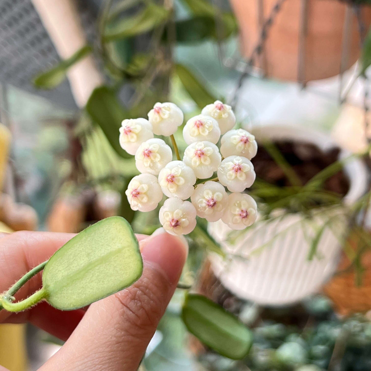 Hoya rotundiflora is a rare and distinctive Hoya native to Myanmar, where it grows in wet tropical habitats. It is a pendulous to weakly climbing epiphytic vine with fleshy, leathery leaves that have a characteristic slightly rolled margin and a darker green border. The plant produces compact, convex umbels of up to around 20 flowers.