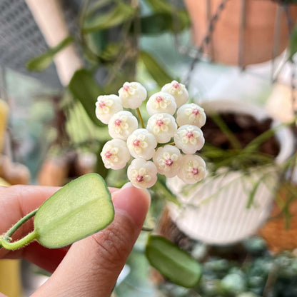 Hoya rotundiflora is a rare and distinctive Hoya native to Myanmar, where it grows in wet tropical habitats. It is a pendulous to weakly climbing epiphytic vine with fleshy, leathery leaves that have a characteristic slightly rolled margin and a darker green border. The plant produces compact, convex umbels of up to around 20 flowers.