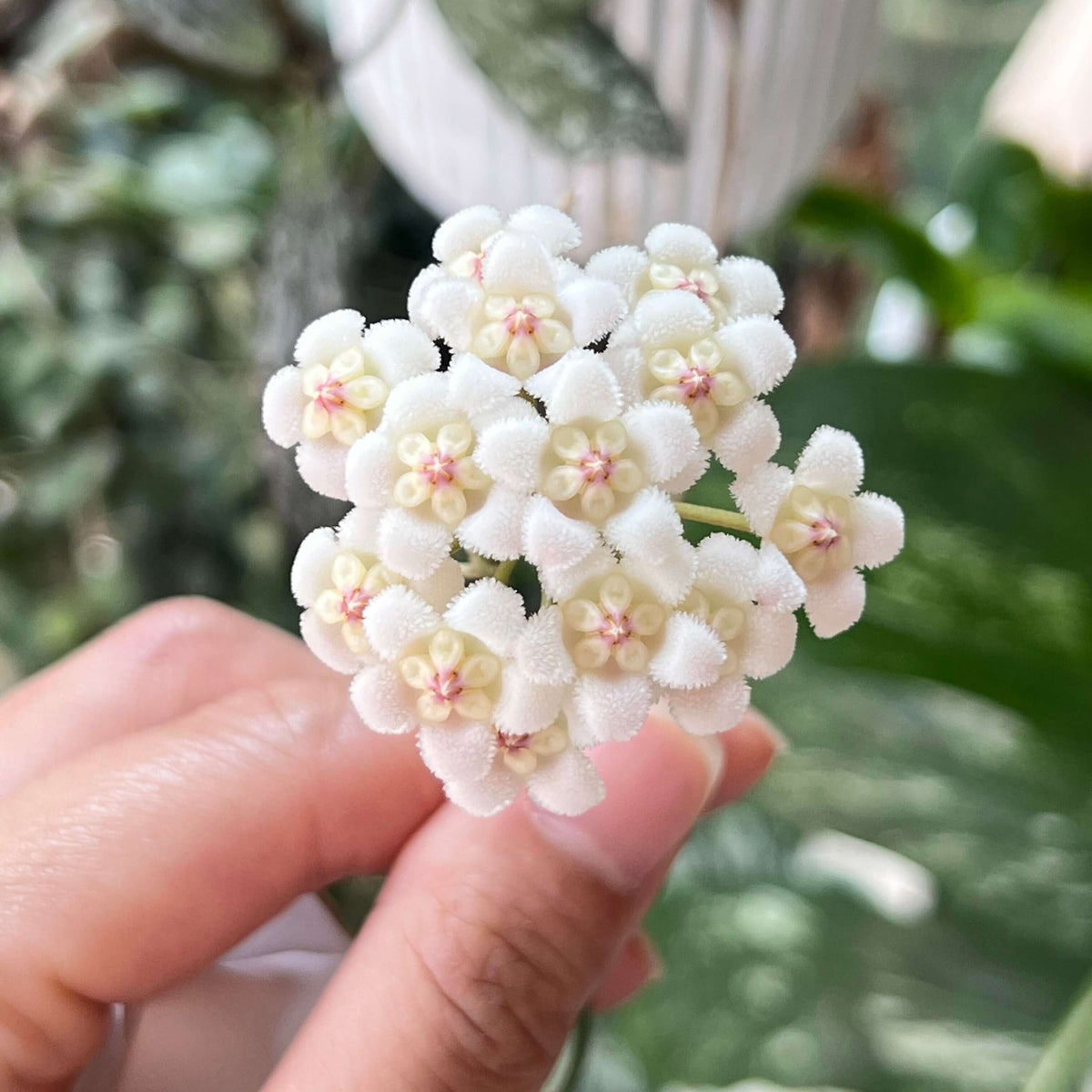 Hoya rotundiflora is a rare and distinctive Hoya native to Myanmar, where it grows in wet tropical habitats. It is a pendulous to weakly climbing epiphytic vine with fleshy, leathery leaves that have a characteristic slightly rolled margin and a darker green border. The plant produces compact, convex umbels of up to around 20 flowers.
