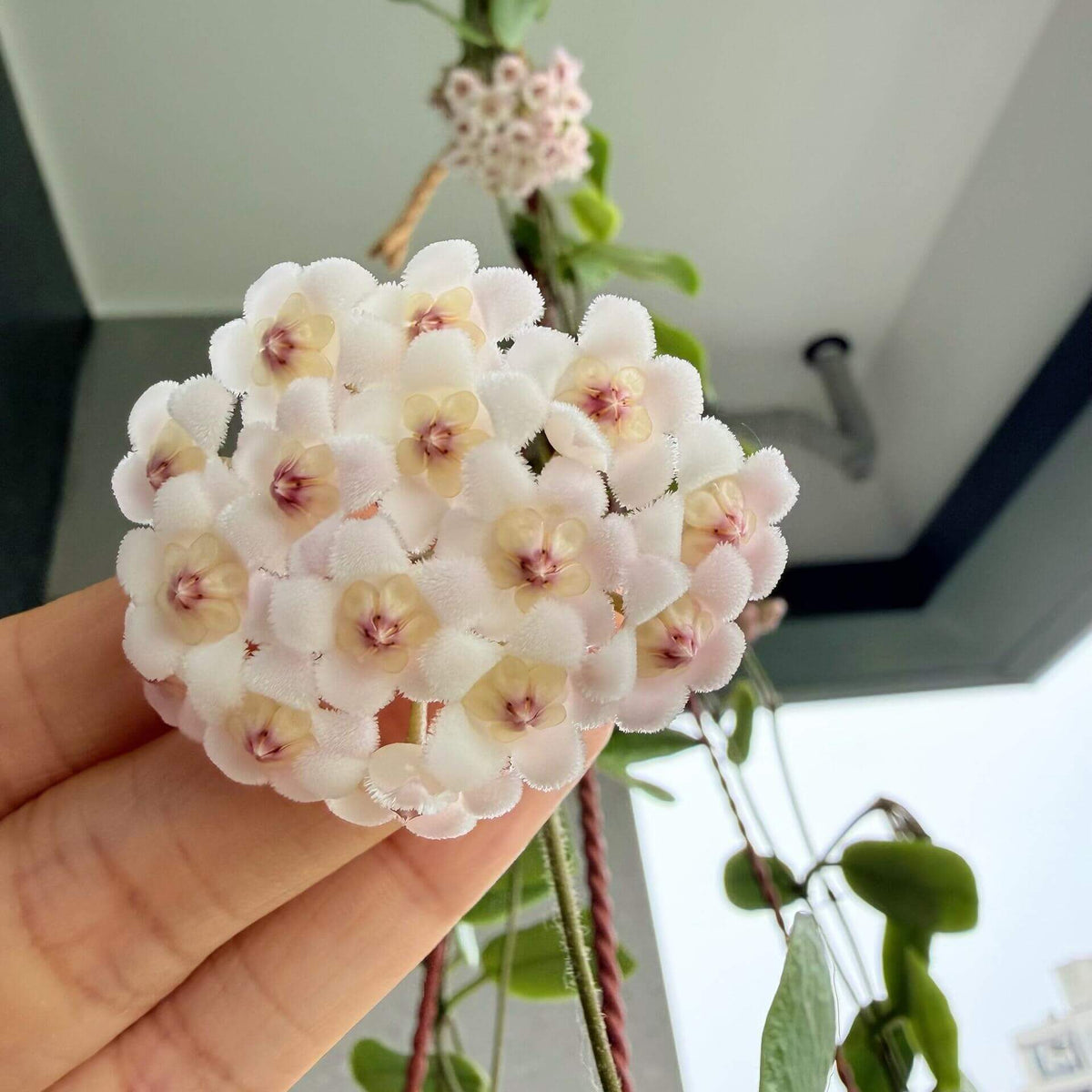 Hoya rotundiflora is a rare and distinctive Hoya native to Myanmar, where it grows in wet tropical habitats. It is a pendulous to weakly climbing epiphytic vine with fleshy, leathery leaves that have a characteristic slightly rolled margin and a darker green border. The plant produces compact, convex umbels of up to around 20 flowers.